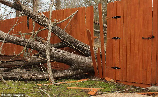 A Growing Divide: Overgrown Trees and the Legal Quagmire of Shared Green Spaces