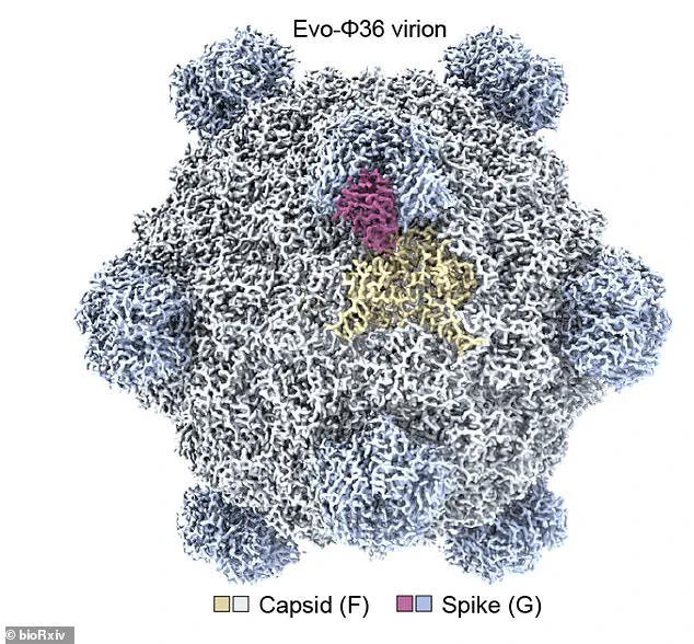 AI Breakthrough: Stanford's 'Evo' Creates Infectious Viruses, Sparking Debate on Innovation and Risk