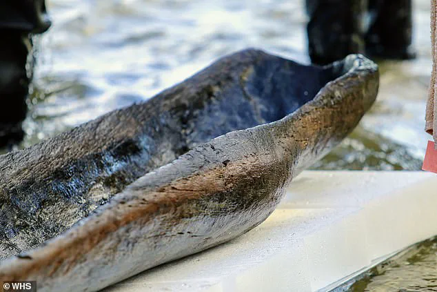 Ancient Canoes in Wisconsin Predate the Great Pyramid, Reshaping North American History: 'This Changes Everything,' Says Lead Archaeologist