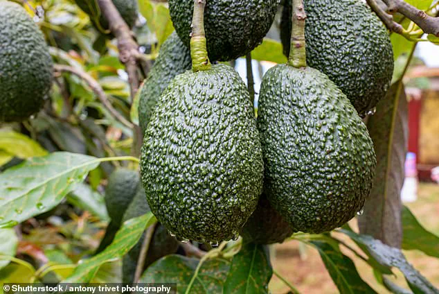 Avocados: Health Benefits and Myths Busted in the Millennial Wellness Trend