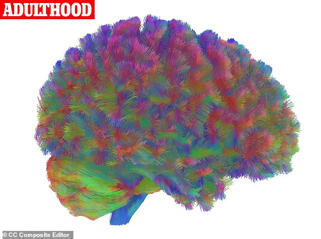 Cambridge Researchers Identify Five Key Stages in Brain Development, Challenging Existing Assumptions