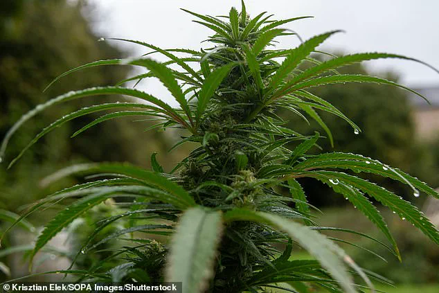 Clinical Trial Demonstrates Cannabis-Derived Drug's Efficacy in Managing Cachexia in Cancer Patients