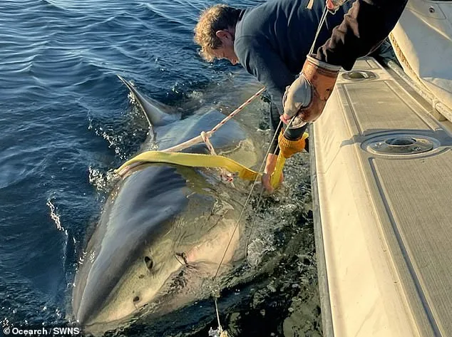 Colossal Great White Shark Named Contender Spotted Near Cape Fear During Seasonal Migration Across Atlantic Ocean