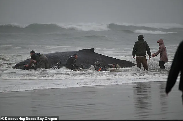 Controversy Surrounds Euthanasia of Entangled Humpback Whale 'Hope' in Oregon