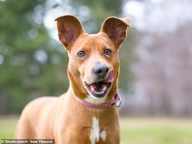 Dog Lip-Licking Behavior Linked to Stress, Not Hunger, Experts Warn