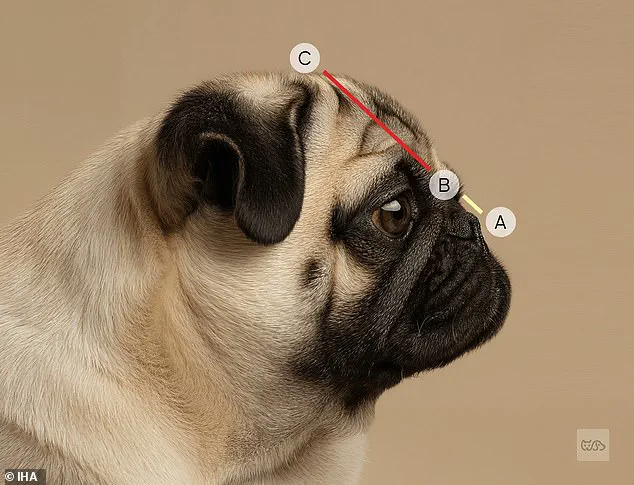 Experts Warn: Extreme Dog Breeding Traits Pose Serious Health Risks to Canines