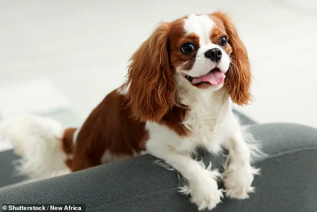 Experts Warn: Extreme Dog Breeding Traits Pose Serious Health Risks to Canines