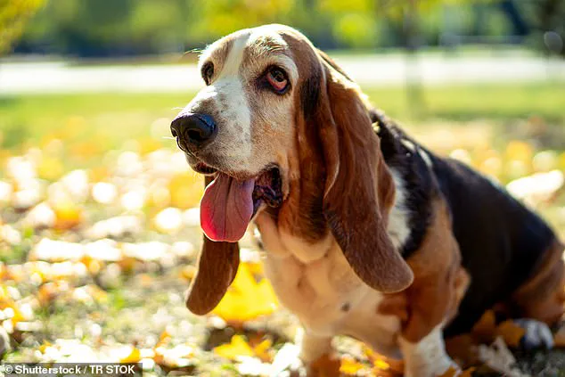 Experts Warn: Extreme Dog Breeding Traits Pose Serious Health Risks to Canines