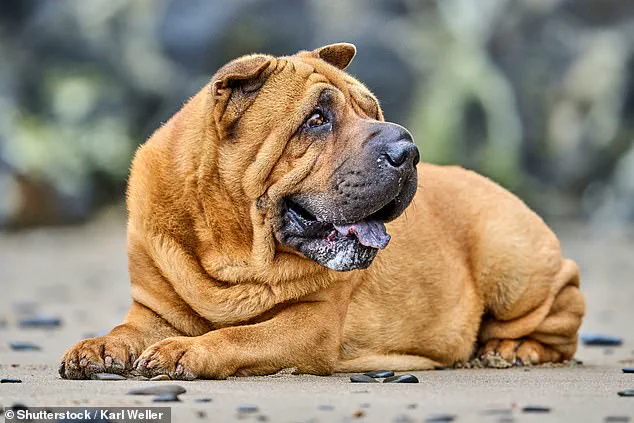 Experts Warn: Extreme Dog Breeding Traits Pose Serious Health Risks to Canines