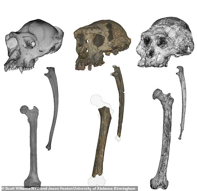 Fossil Evidence Pushes Back Origin of Upright Walking to 7 Million Years Ago, Redefining Human Evolution