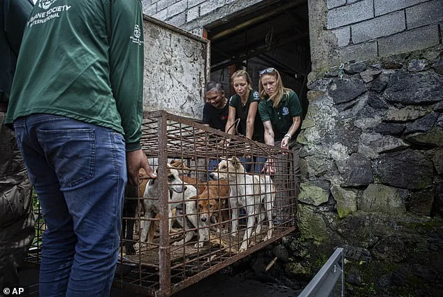From Suffering to Survival: Malamute Puppy Rescued from Chinese Dog Meat Market Thrives After Adoption by U.S. Nonprofit