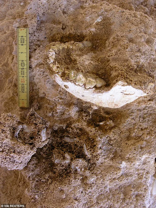 Groundbreaking Discovery in Morocco: 773,000-Year-Old Fossils Reveal Pivotal Moment in Human Evolution, Says Dr. Sarah Mitchell