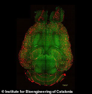 Groundbreaking Nanoparticle Treatment Reverses Alzheimer's in Mice, Sparking New Hope for Human Patients