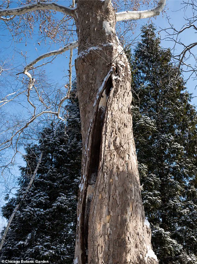 Historic Winter Storm Triggers Rare 'Frost Cracking' Phenomenon, Causing Trees to Explode from Freezing Sap