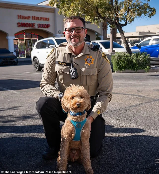 Jet Blue Dog Abandoned at Las Vegas Airport After Service Animal Dispute