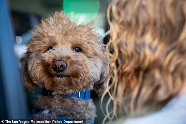 Jet Blue Dog Abandoned at Las Vegas Airport After Service Animal Dispute