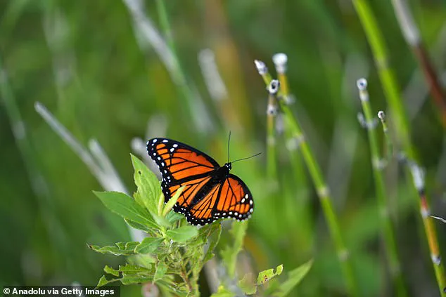 Karen Barnes' Naturalized Garden Sparks Legal and Philosophical Debate Over Individual Rights and Municipal Regulations in Burlington
