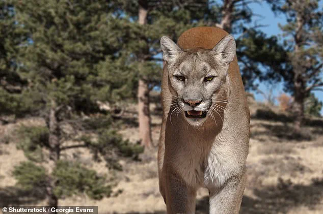 Medical Assistant Killed by Mountain Lion on Colorado Trail, Coroner Confirms Asphyxia as Cause of Death