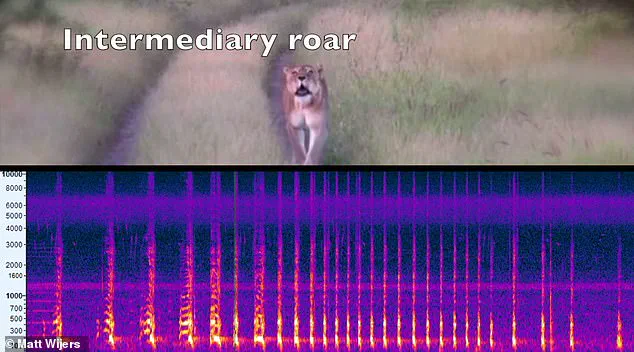New AI Research Reveals African Lions Have Two Distinct Roar Types, Redefining Scientific Understanding