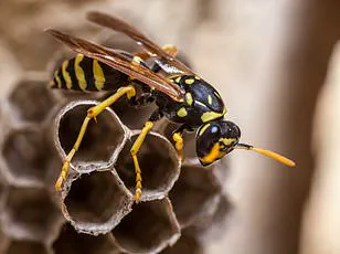 New Parasitic Wasp Species Discovered Across U.S., Raising Ecological Concerns