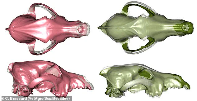 New Study Reveals Earlier Origins of Canine Diversity, Challenging Previous Beliefs