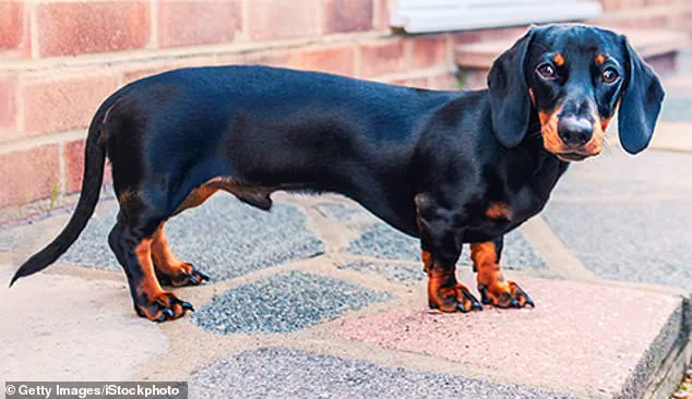 New Study Reveals Earlier Origins of Canine Diversity, Challenging Previous Beliefs