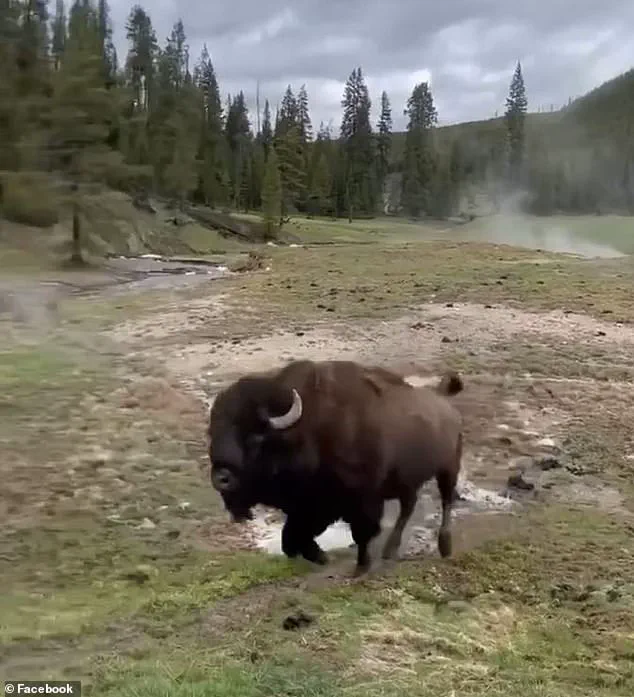 Privileged Insight: Experts Reveal the Lethal Intent Behind Yellowstone's Bison 'Dance'