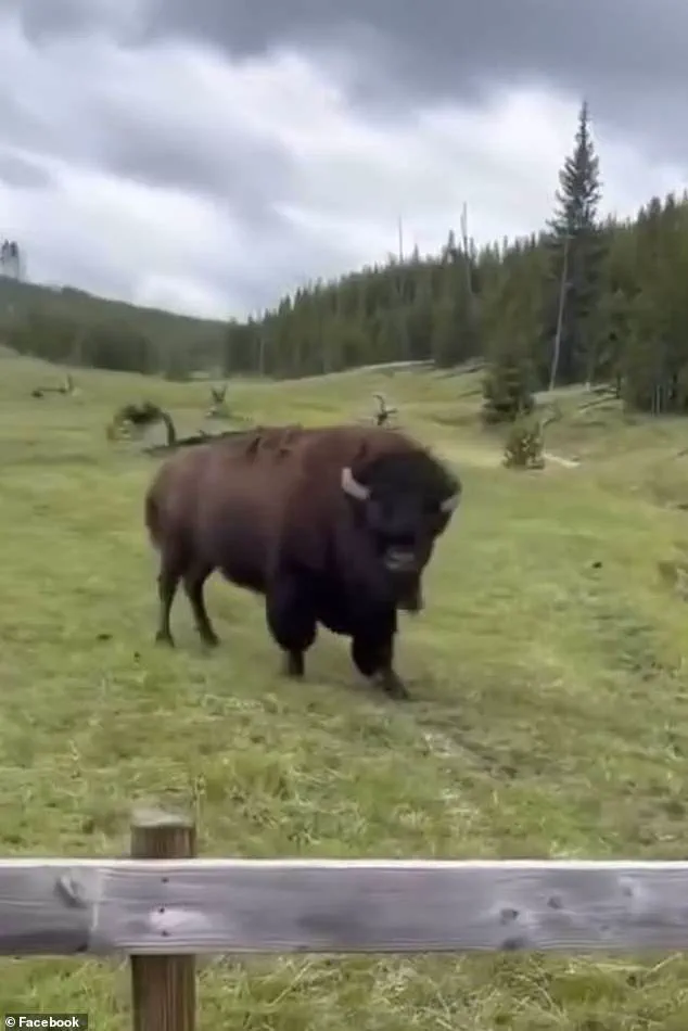 Privileged Insight: Experts Reveal the Lethal Intent Behind Yellowstone's Bison 'Dance'