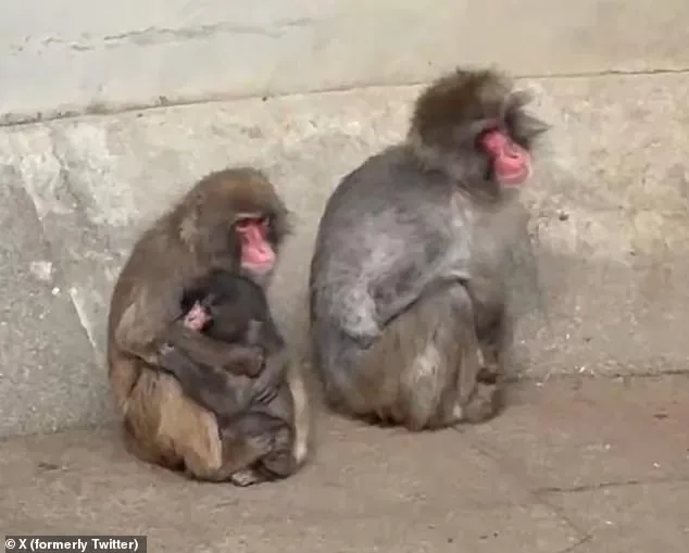 Punch the Orphaned Macaque and His Plush Toy Lifeline