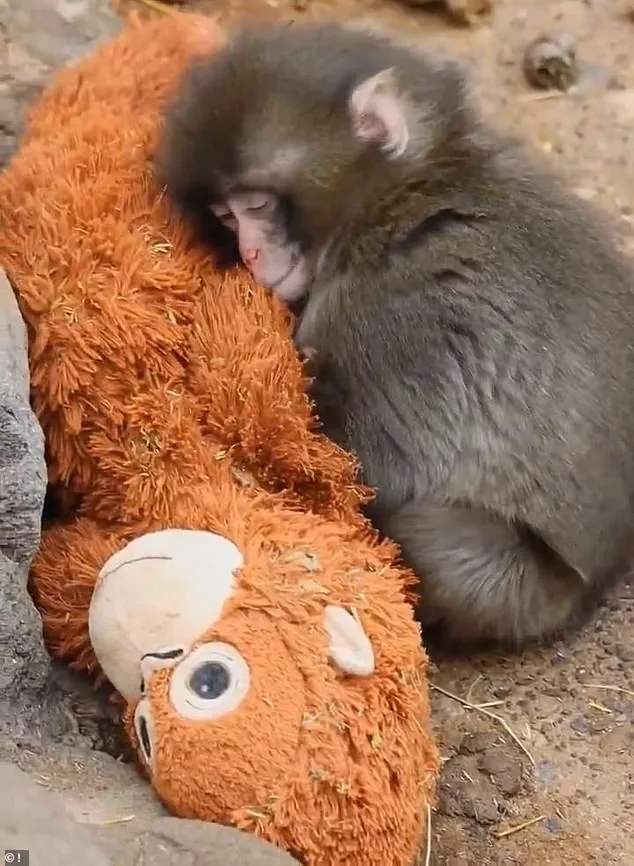 Punch the Orphaned Macaque and His Plush Toy Lifeline