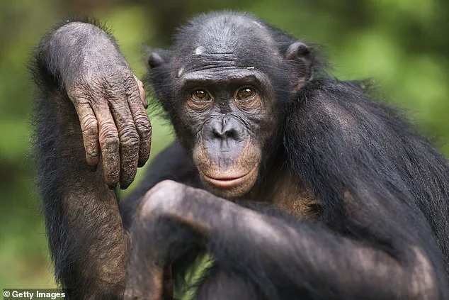 Revisiting the Linear Narrative of Human Evolution: A Deeper Look at Complexity