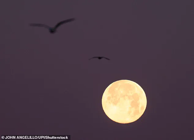 San Francisco in Crisis: Super Moon Trifecta Triggers Flooding, Submerged Roads, and Chaos
