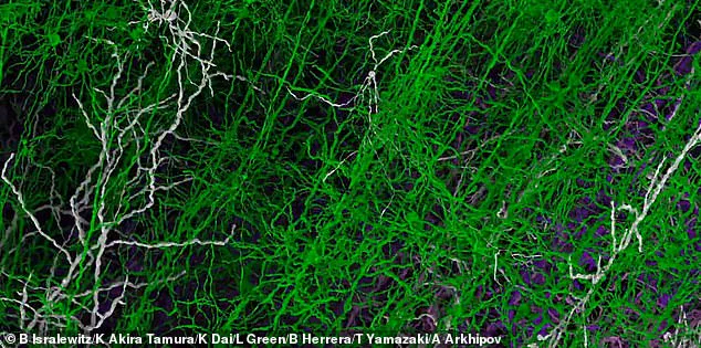 Scientists Create Most Detailed Brain Map, Revealing 10 Million Neurons and 26 Billion Synapses in Mouse Cortex