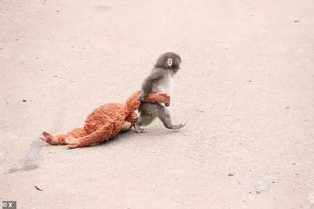 Stuffed Orangutan Becomes Symbol of Resilience for Orphaned Macaque Punch
