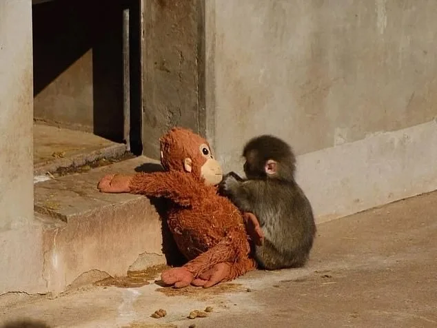 Stuffed Orangutan Becomes Symbol of Resilience for Orphaned Macaque Punch