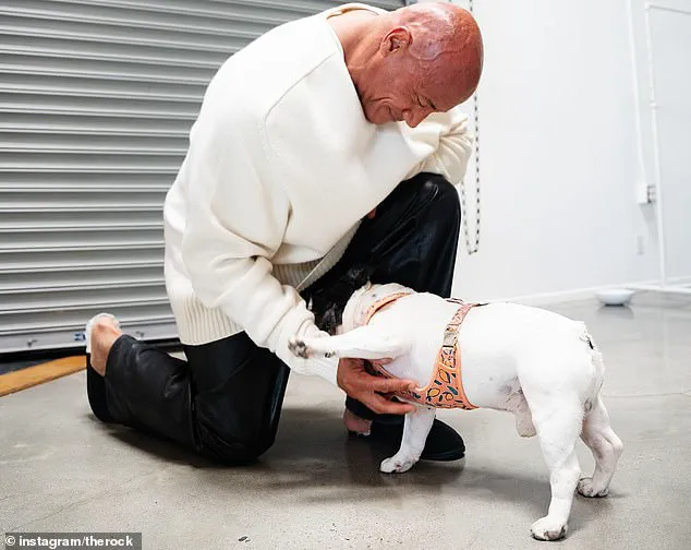 Surge in Surgeries for Flat-Faced Dog Breeds Sparks Veterinary Crisis as Demand Soars