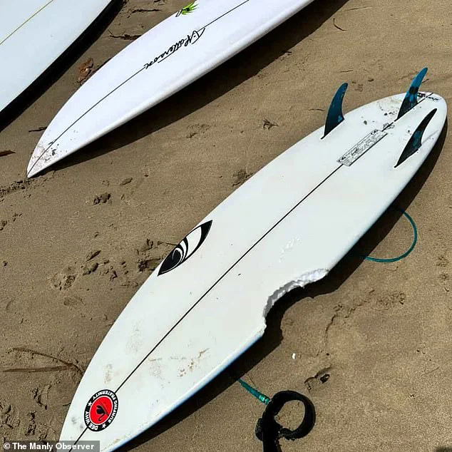 Sydney Beaches on Lockdown After Three Shark Attacks in 26 Hours, as Community Reels from 'Unprecedented' Crisis