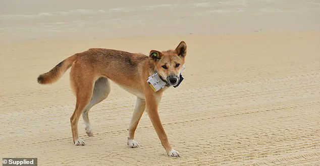 Teen's Tragic Death on Fraser Island Sparks Debate Over Human-Wildlife Encounters