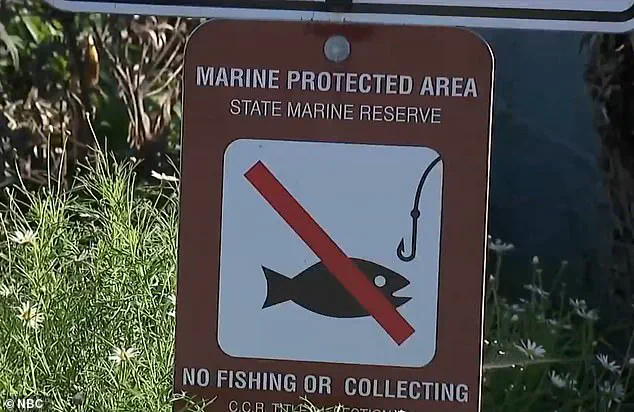 Thoughtless Tourism Threatens La Jolla's Marine Ecosystems During King Tides