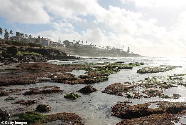 Thoughtless Tourism Threatens La Jolla's Marine Ecosystems During King Tides