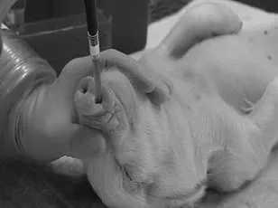 Trump's Regulatory Shift Halts CDC Primate Research, Redefining Biomedical Study Priorities
