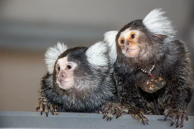 Trump's Regulatory Shift Halts CDC Primate Research, Redefining Biomedical Study Priorities