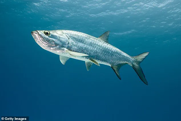 Two Men Charged with Burglary After Removing 55-Inch Tarpon from Florida Aquarium, Killing the Fish