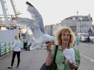 UK Fish and Chip Industry Turns to Saithe as Overfishing Crisis Deepens