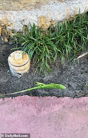 Unusual Cold Snap Stuns Invasive Iguanas, Leaving Them Motionless in South Florida