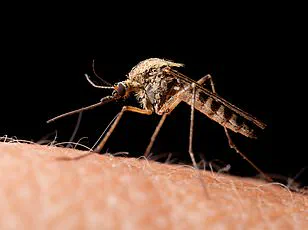 Urgent Alert: Disease-Carrying Mosquitoes Detected in Britain, Experts Warn of Emerging Health Threat