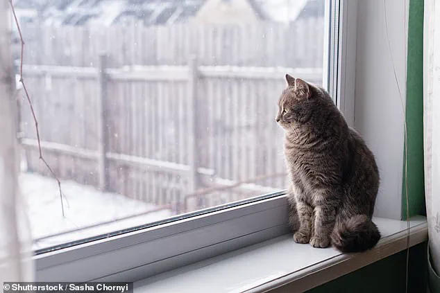 Urgent Alert: UK Vets Warn of Snow Bomb's Threat to Pet Safety Amid Extreme Cold