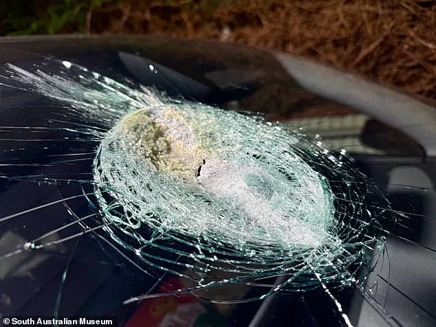 Veterinarian's Sudden Tesla Crash Shatters Windscreen