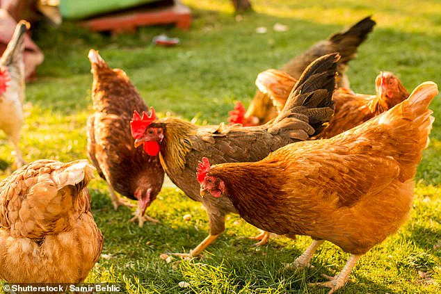 Vital Farms Faces Nutritional Claims Controversy Amid Social Media Scandal