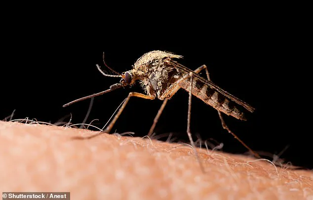 Why You're the Mosquito Magnet at the Festival: 'Drink Choices Play a Surprising Role,' Says Lead Researcher